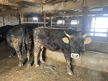 Коровы, быки: Продаю | Бык (самец) | Герефорд, Алатауская, Абердин-ангус | На откорм, На забой — 3