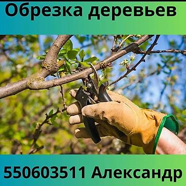 Обрезка Деревьев. Обрезка и формирование плодовых деревьев! Опыт более