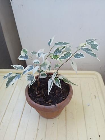 фикусы бенджамина: Фикус Бенджамина вариегатный (Ficus benjamina, пестролистная форма) в — 2
