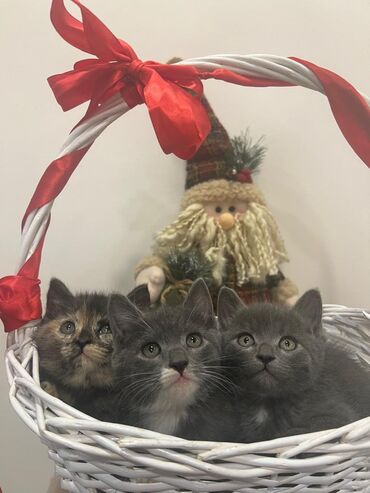 кошка саванна купить: Котята ищут любящую семью ❤️ лоток знаюкушают все