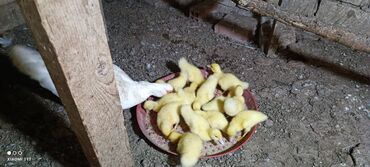 Digər quşlar: Salam 10 gunluk Lal ordek 13 edet 1 ededi 5 azn Unvan saray Qesebesi