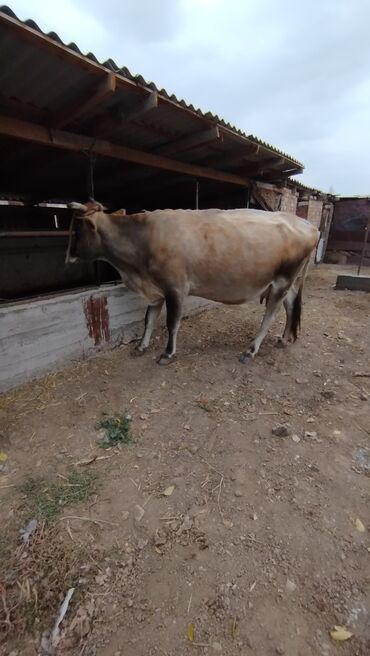 сколько длится беременность коровы: Продаю | Корова (самка)