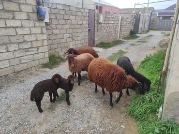 объявление котята в добрые руки: Dişi, il: 1, 80 kq, Damazlıq, Ünvandan götürmə