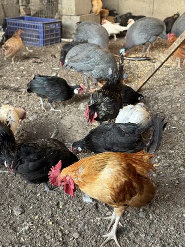 бройлеры оптом: Продам карликов куры и петухи