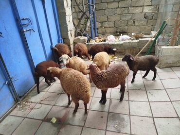 Inəklər, öküzlər: Quzu, Dişi, Qala, ay: 3, 1 kq, Damazlıq, Ünvandan götürmə
