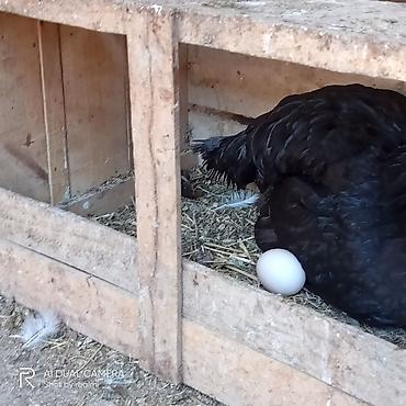 yumurtlayan toyuqlar satilir: Toyuq, Australorp, Yumurtalıq, Ünvandan götürmə, Ödənişli çatdırılma — 3