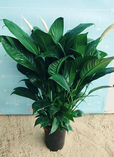 Женское счастье (Спатифиллюм): Спатифиллум (Spathiphyllum), крупное комнатное растение - Эффектный — 4