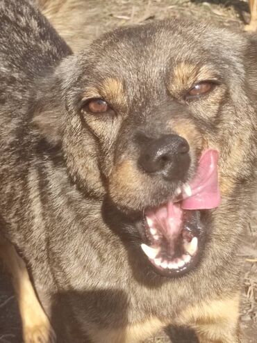 Отдам даром собаку: ПРИЮТ СОБАЧЕК большой выбор много красивых щенков и умных собак. ВСЕ — 10