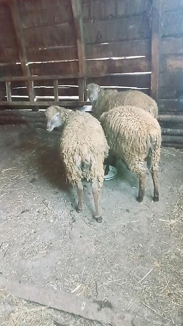 bulbul qusu satisi: Quzu, Erkək, ay: 7, 28 kq, Ətlik, Ünvandan götürmə — 7