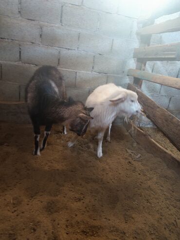 Козы, козлы: Продаю | Коза (самка) | Для разведения — 15