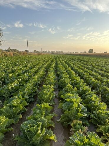 купить мойку высокого давления в бишкеке: Капуста Белокачанная, Оптом at lalafo.kg купить мойку высокого давления в бишкеке: Капуста Белокачанная, Оптом