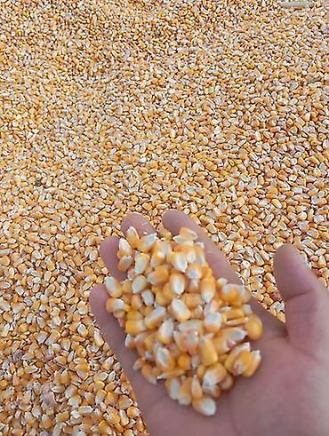 кукуруза кант: Село КЫЗ МОЛО Кукуруза АЛА ТОО сухие жёлтые зёрна кукурузы для кормов — 1