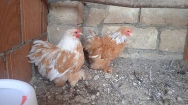 cins ineklerin qiymeti: Курица, Для разведения
