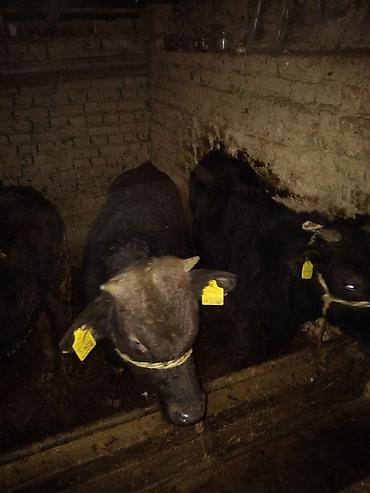 Коровы, быки: Продаю | Бык (самец) | Полукровка | На откорм | Привязанные — 9