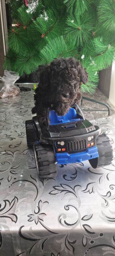 İtlər: Pudel, 2 ay, Dişi — 7