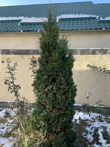 самшит декоративный кустарник: Туя западная (вероятно сорт Смарагд) — крупномер для озеленения