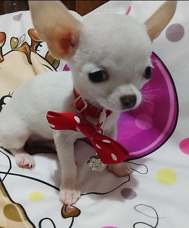 Psi: MINI ČIVAVE. Mini čivave oba pola kristalno bele, zlatne i na lalafo.rs — 1 Psi: MINI ČIVAVE. Mini čivave oba pola kristalno bele, zlatne i — 1