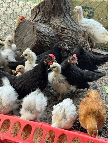 купить домашних курей: 🐣Продаю декоративные карликовые породы кур и петухов! Отличные