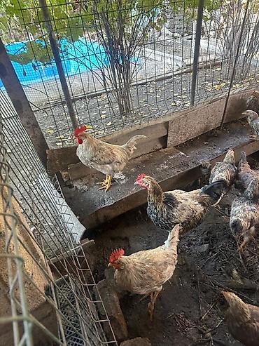 ордок чожо: Продаю | Куры | Домашняя | Для разведения — 3