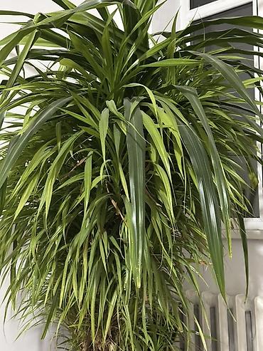 цветы драцена: Комнатное растение: драценa (вероятно Dracaena marginata/компактная — 2
