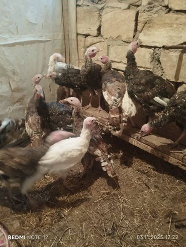 Информатика: Самка, Для разведения, Платная доставка