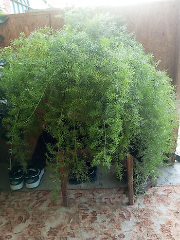 жаны асый: Аспарагус (Asparagus densiflorus, «Шпренгери») – крупное ампельное — 1
