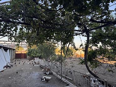 kənd toyuqlarının satışı: Beçələr satılır. Qiyməti 13 manat Ünvan: Şəki Göybulaq kəndi - — 7