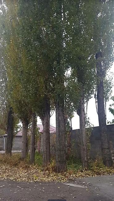 Спил деревьев, заготовка дров: Куплю Тополь Каражыгач серебряк!Любой количество за хорошее цену! — 5