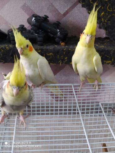 Tutuquşları: SALAM ENDİRİMLƏRƏ DAVAM. 💥🔥.HAZIR DANIŞAN QUŞLAR SATILIR!!!!!! Yaş — 19