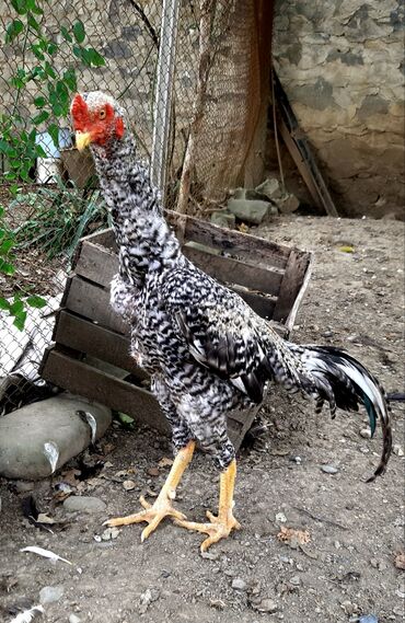 Xoruzlar: Təsvir:salam.hər heyvanın öz qiyməti var hamsını götüren olsa biraz — 11