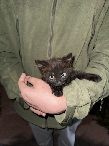 бельгийская кошка цена: Бесплатно отдам котенка в добрые руки. Из + Смешно кушает Мило кушает