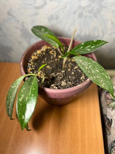 Хойи: Комнатные растения хойя и алоэ вера. Хойя — укоренённые черенки в — 4