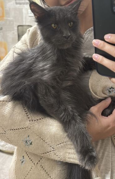 Pişiklər: Maine coon cat, Female animal, In good hands cat, Free delivery