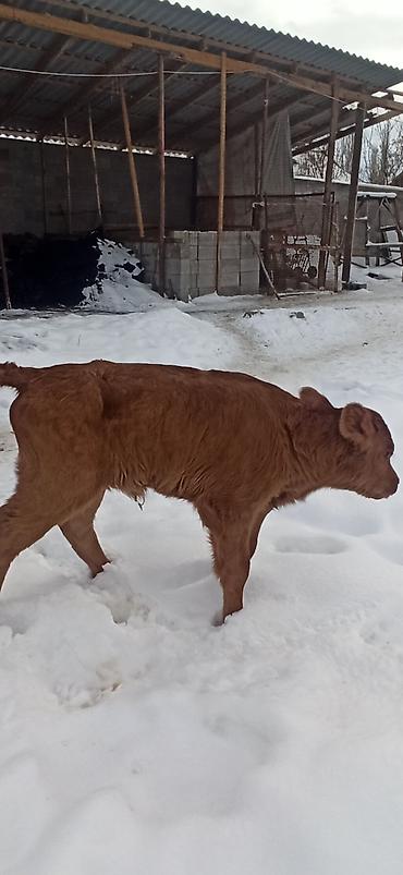 Коровы, быки: Продаю | Тёлка, Музоо, торпок | Для разведения, Для молока | Искусственник — 14