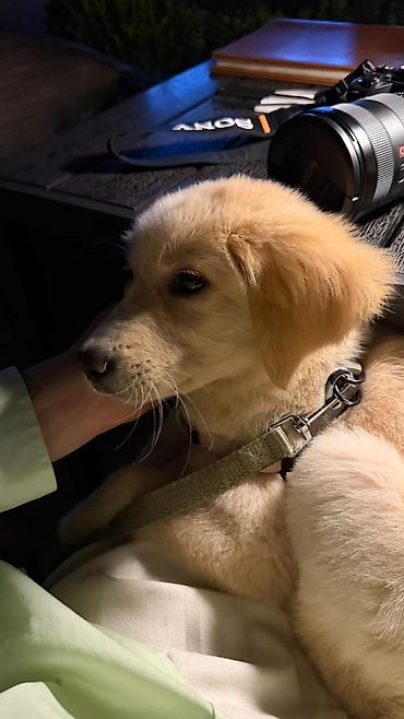 golden retriever satılır: Retriever, 5 ay, Dişi, Peyvəndli — 3