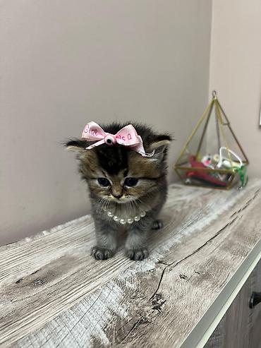 Pişiklər: Britan — 4