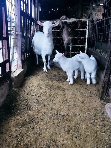 продаю коз: Продаю | Коза (самка) | Зааненская | Для молока | Племенные