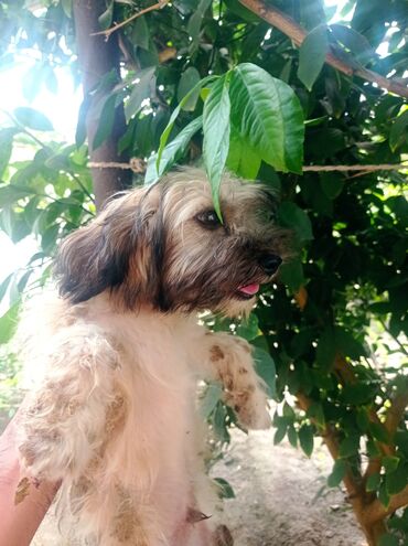 İtlər: Bolonka, 8 ay, Erkek, Sənədli, Ünvandan götürmə — 9