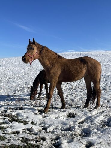 Лошади, кони: Продаю | Кобыла (самка) | Для разведения — 1