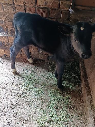 Коровы, быки: Продаю | Корова (самка) — 24