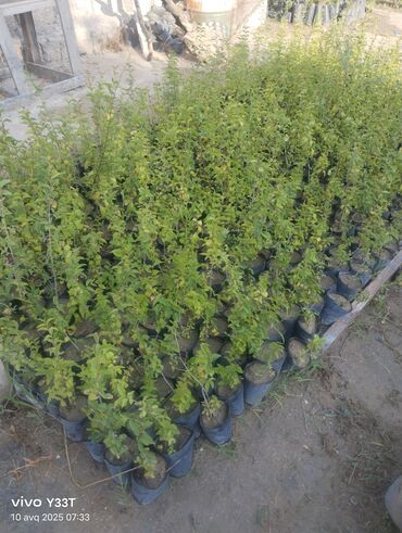 Ağaclar: Satılır: dekorativ bitkilər toplusu - Gül kolları (mini/çalı tipli) – — 18