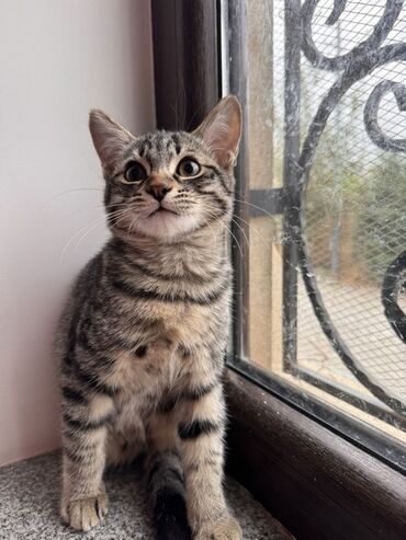 щенок в добрые руки: Yaxşı əllərə