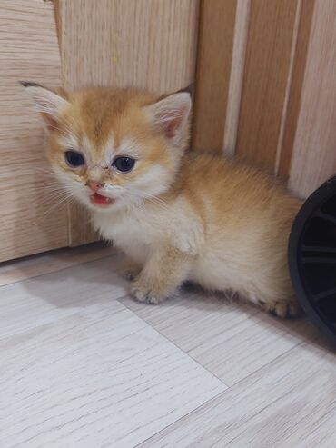 Pişiklər: Qızıl şinşilla, Erkək, Dişi, Yaxşı əllərə, Ünvandan götürmə -da lalafo.az — 11 Pişiklər: Qızıl şinşilla, Erkək, Dişi, Yaxşı əllərə, Ünvandan götürmə — 11