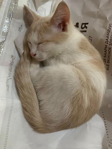 Мышыктар сатылат: Котята домашние. Отдам котят в добрые руки! 3,5 месяцев. Игривые, к — 1
