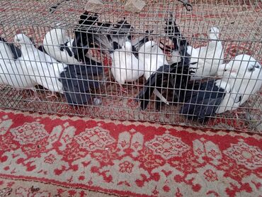 Птицы: Продаю, Чернохвостых Павлинов,проглистованы и.т.д.(пол) голубей не — 10