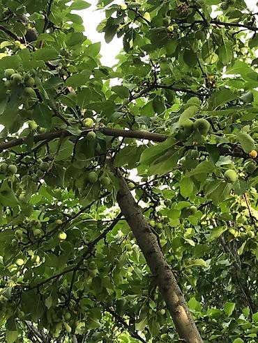 Продажа коттеджей и домов: Продаётся немецкий, благоустроенный, очень тёплый дом, в отличном — 9