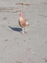 товары для крупных собак: Ətraflı zəng vurun, deyim yada yazin