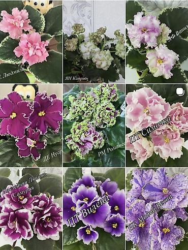 Фиалки и глоксинии: Фиалочки!!! Продам: 1. Укорененные черенки стандартных сортовых — 39