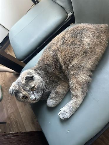 бенгал кошка цена: Шотландская вислоухая кошка (Scottish Fold) - Окрас: черепаховый — 4