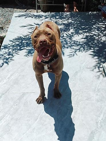pitbul erkek: Pitbul, 8 ay, Erkək, Ünvandan götürmə — 2